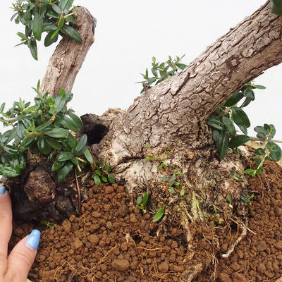 Izbová bonsai - Olea europaea sylvestris -Oliva európska drobnolistá - 7