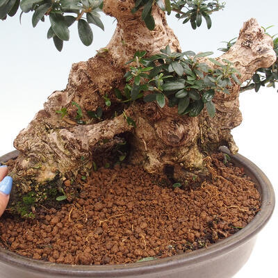 Izbová bonsai - Olea europaea sylvestris -Oliva európska drobnolistá - 7