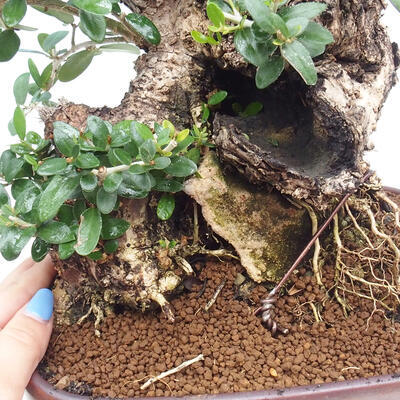 Izbová bonsai - Olea europaea sylvestris -Oliva európska drobnolistá - 7