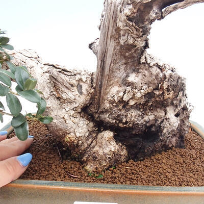 Izbová bonsai - Olea europaea sylvestris -Oliva európska drobnolistá - 7