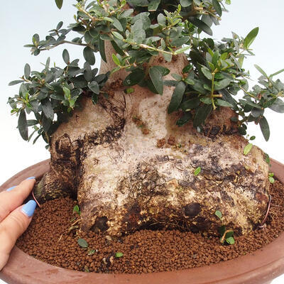 Izbová bonsai - Olea europaea sylvestris -Oliva európska drobnolistá - 7