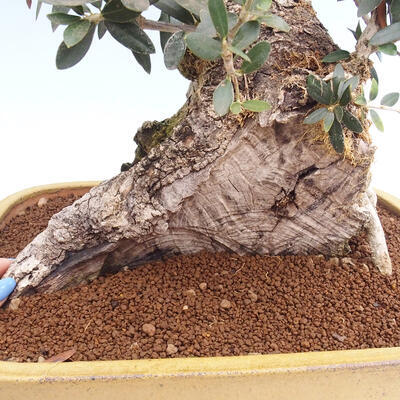 Izbová bonsai - Olea europaea sylvestris -Oliva európska drobnolistá - 7