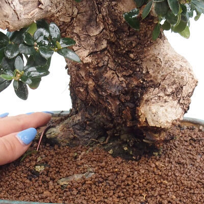 Izbová bonsai - Olea europaea sylvestris -Oliva európska drobnolistá - 7