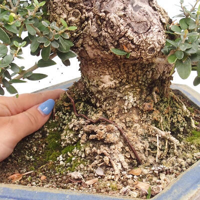 Izbová bonsai - Olea europaea sylvestris -Oliva európska drobnolistá - 7