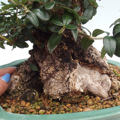 Izbová bonsai - Olea europaea sylvestris -Oliva európska drobnolistá - 7