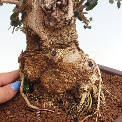 Izbová bonsai - Olea europaea sylvestris -Oliva európska drobnolistá - 7