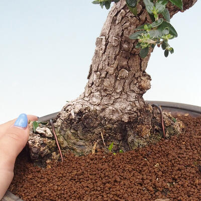 Izbová bonsai - Olea europaea sylvestris -Oliva európska drobnolistá - 7