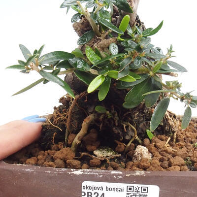 Izbová bonsai - Olea europaea sylvestris -Oliva európska drobnolistá - 7