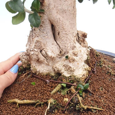 Izbová bonsai - Olea europaea sylvestris -Oliva európska drobnolistá - 7