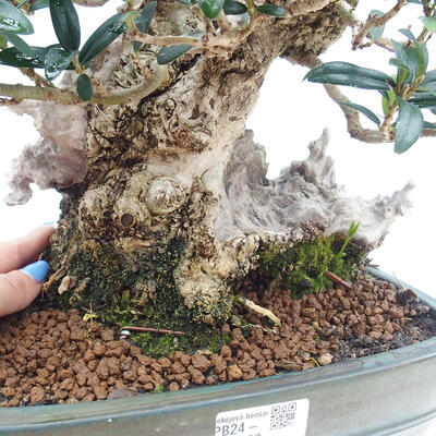 Izbová bonsai - Olea europaea sylvestris -Oliva európska drobnolistá - 7