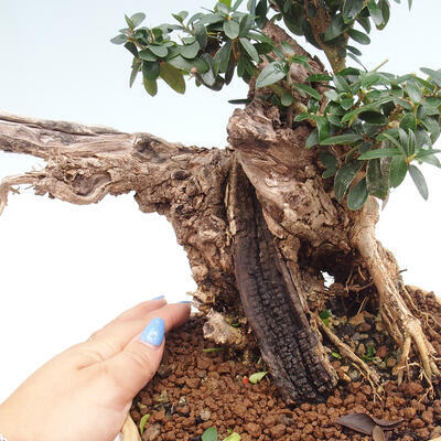 Izbová bonsai - Olea europaea sylvestris -Oliva európska drobnolistá - 7