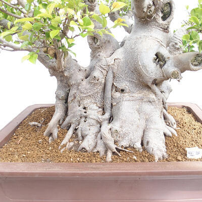 Izbová bonsai - Ficus retusa - malolistý fikus - 7