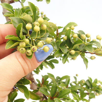 Vonkajší bonsai - Pyracantha tetón - Hlohyňa šarlátová - 7