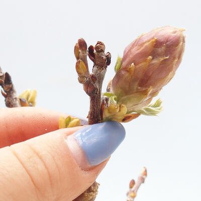 Vonkajšia bonsai - Vistarie kvetnatá - Wisteria floribunda - 7