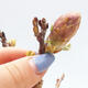 Vonkajšia bonsai - Vistarie kvetnatá - Wisteria floribunda - 7/7