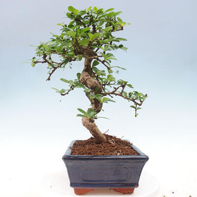 Izbová bonsai - Carmona macrophylla - Čaj fuki - 7