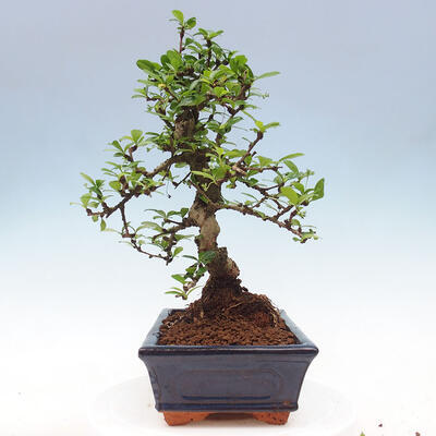 Izbová bonsai - Carmona macrophylla - Čaj fuki - 7