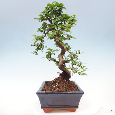 Izbová bonsai - Carmona macrophylla - Čaj fuki - 7