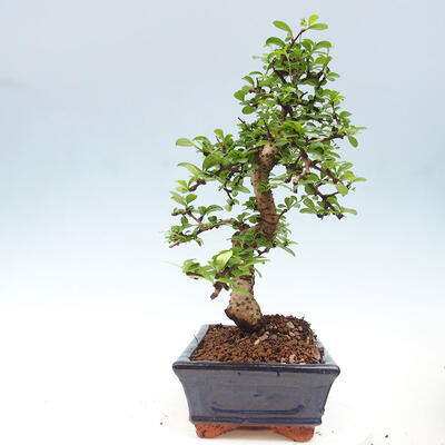 Izbová bonsai - Carmona macrophylla - Čaj fuki - 7