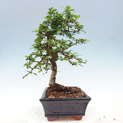 Izbová bonsai - Carmona macrophylla - Čaj fuki - 7