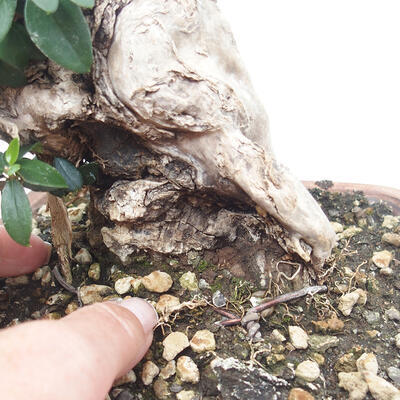 Izbová bonsai - Olea europaea sylvestris -Oliva evropská drobnolistá - 7