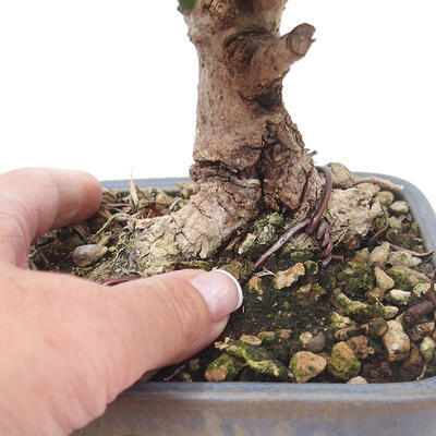 Izbová bonsai - Olea europaea sylvestris -Oliva evropská drobnolistá - 7