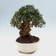 Izbová bonsai - Olea europaea sylvestris -Oliva evropská drobnolistá - 7/7