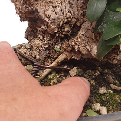 Izbová bonsai - Olea europaea sylvestris -Oliva evropská drobnolistá - 7