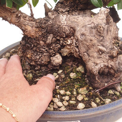 Izbová bonsai - Olea europaea sylvestris -Oliva evropská drobnolistá - 7