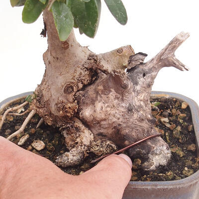 Izbová bonsai - Olea europaea sylvestris -Oliva evropská drobnolistá - 7