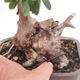 Izbová bonsai - Olea europaea sylvestris -Oliva evropská drobnolistá - 7/7