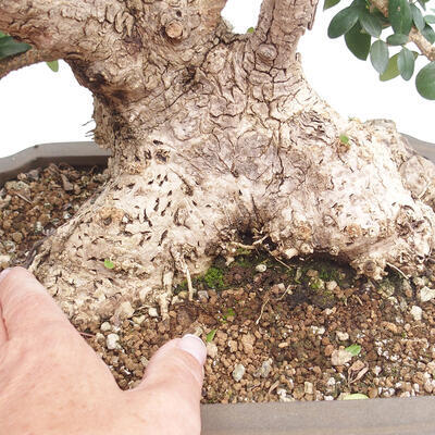 Izbová bonsai - Olea europaea sylvestris -Oliva evropská drobnolistá - 7