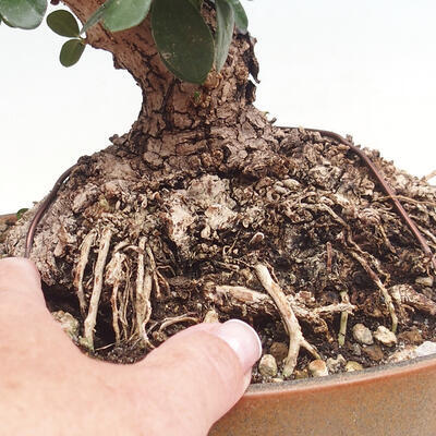 Izbová bonsai - Olea europaea sylvestris -Oliva evropská drobnolistá - 7