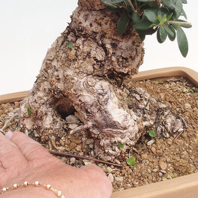 Izbová bonsai - Olea europaea sylvestris -Oliva evropská drobnolistá - 7