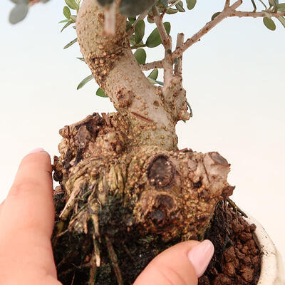 Izbová bonsai - Olea europaea sylvestris -Oliva evropská drobnolistá - 7