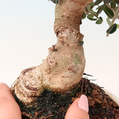 Izbová bonsai - Olea europaea sylvestris -Oliva evropská drobnolistá - 7