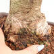 Izbová bonsai - Olea europaea sylvestris -Oliva evropská drobnolistá - 7/7